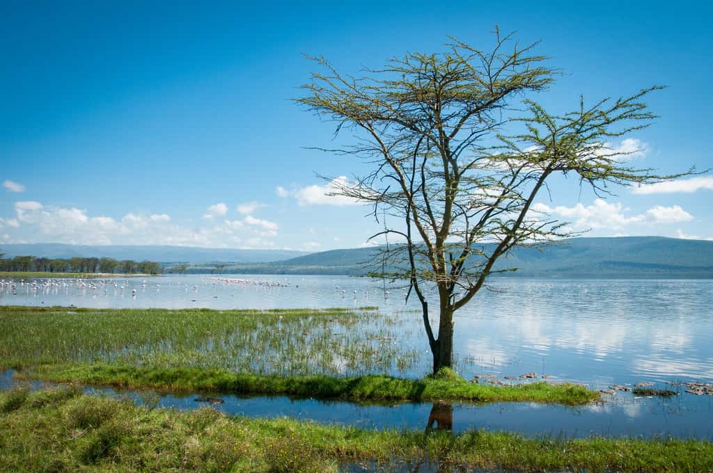 Le lac Victoria alimente un riche écosystème et alimente en poissons et en électricité des millions de personnes. © Ben & Gab, Flickr