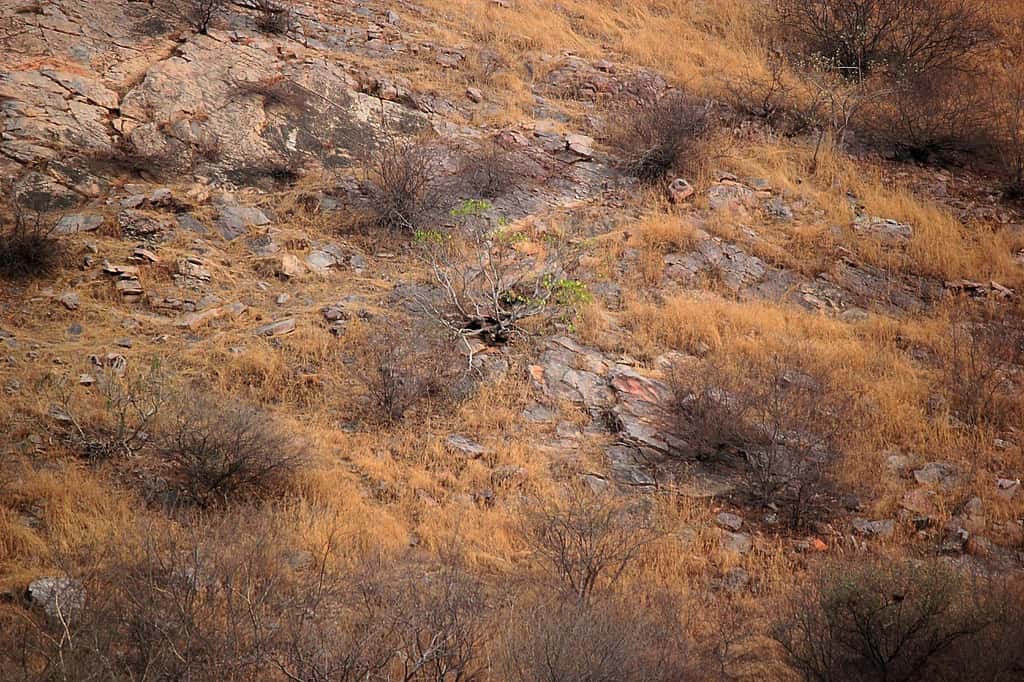 Un léopard se cache sur cette photo. Mais où ? © Abhinav Garg, Facebook, <em>Sanctuary Nature Foundation</em>