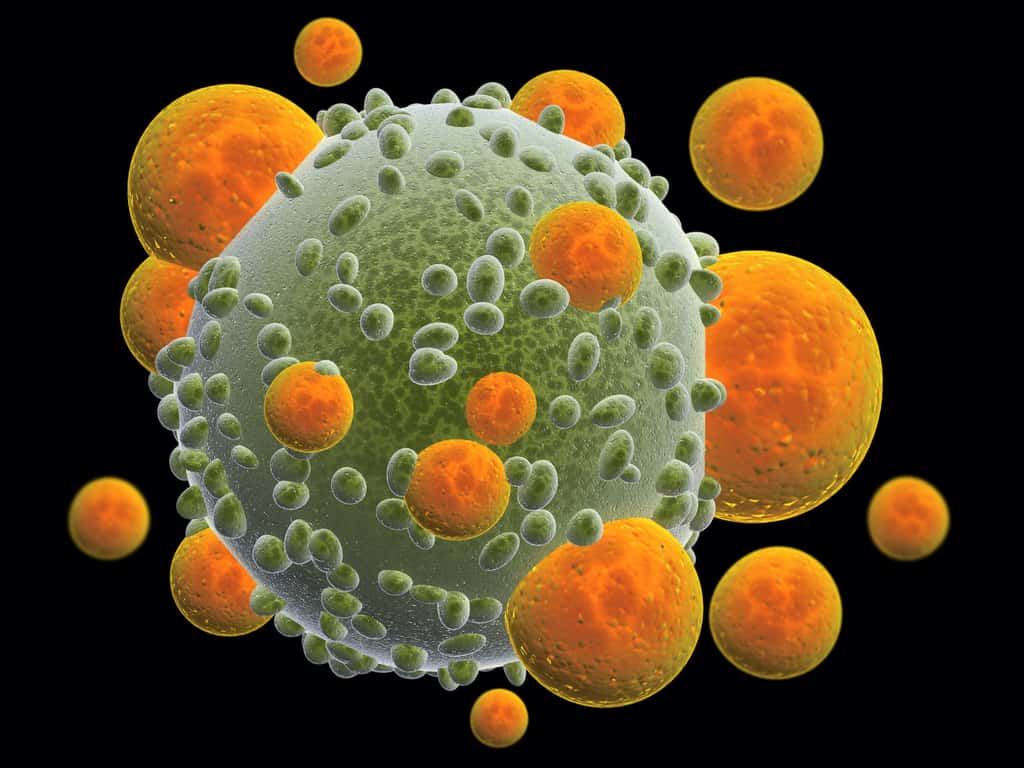 Les lymphocytes T reconnaissent les cellules infectées et vont les détruire pour empêcher la reproduction du virus. © frenta, Adobe Stock