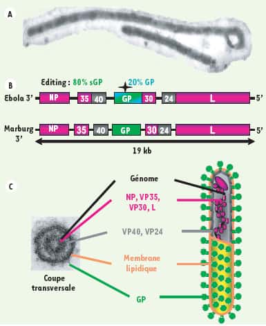 Organisation du génome des filovirus de type Ebola et Marburg. La glycoprotéine (GP, en vert), située sur la membrane, permet au virus de pénétrer dans la cellule. Les protéines NP, VP35, VP30 et L (en rose) transcrivent et répliquent l’ARN génomique. © Nathalie Alazard-Dany et al, Médecine/Science/Inserm, 2006
