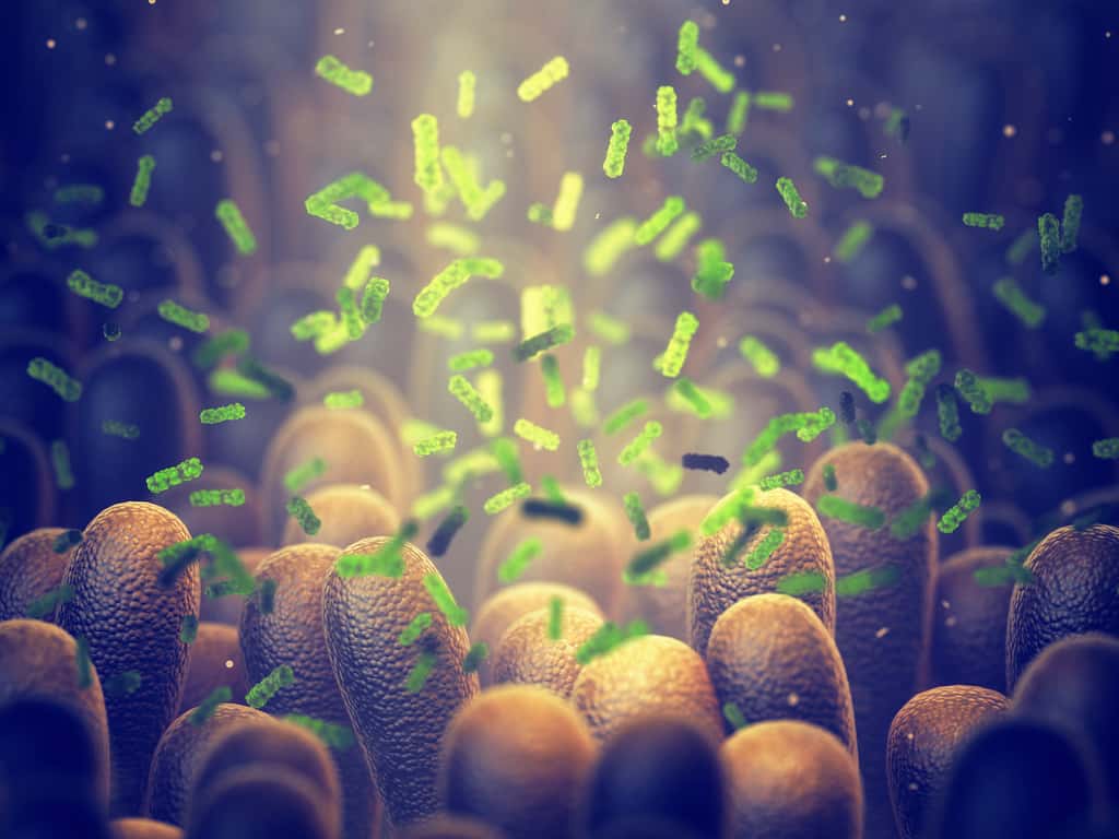 Le microbiote intestinal est essentiellement composé de bactéries mais aussi des virus et de champignons. Son rôle dans l'apparition des maladies intéressent de plus en plus les médecins. © nobeastsofierce, Adobe Stock