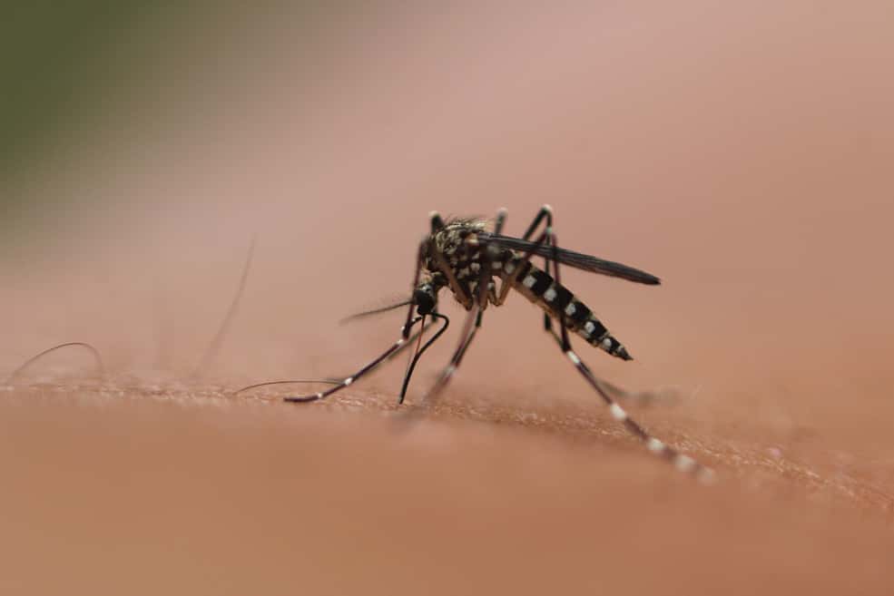 James Bond voyage dans plusieurs pays où le paludisme, la dengue et le chikungunya sont endémiques. © stevenw12339, Flickr