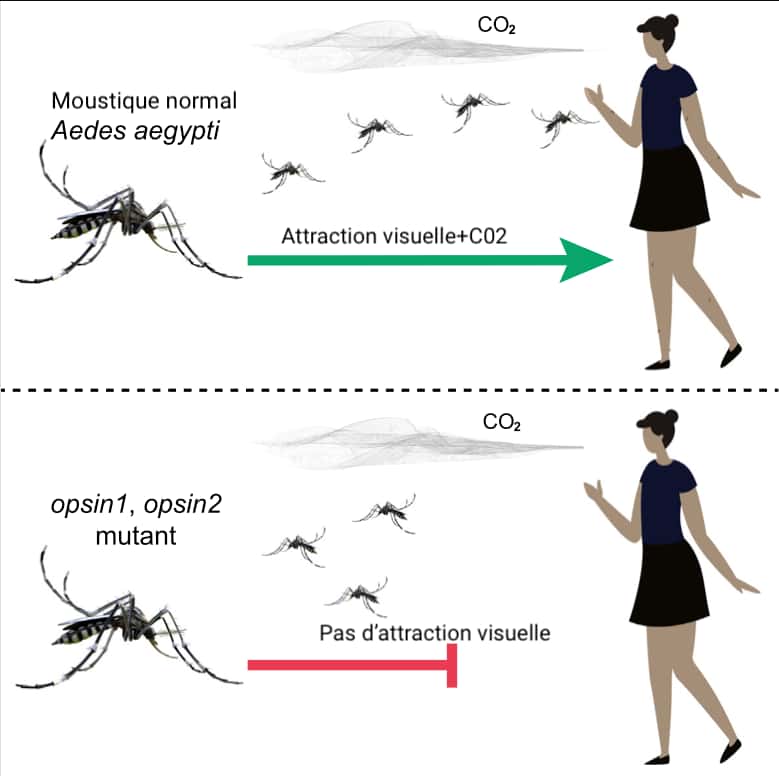 Le moustique <i>Aedes aegypti </i>a besoin de deux indices concomitants pour repérer ses proies : une tache sombre et un flux de CO<sub>2</sub>. En l’absence de l’un ou de l’autre, il devient incapable de se diriger. © Yinpeng Zhan et al., Current Biology, 2021