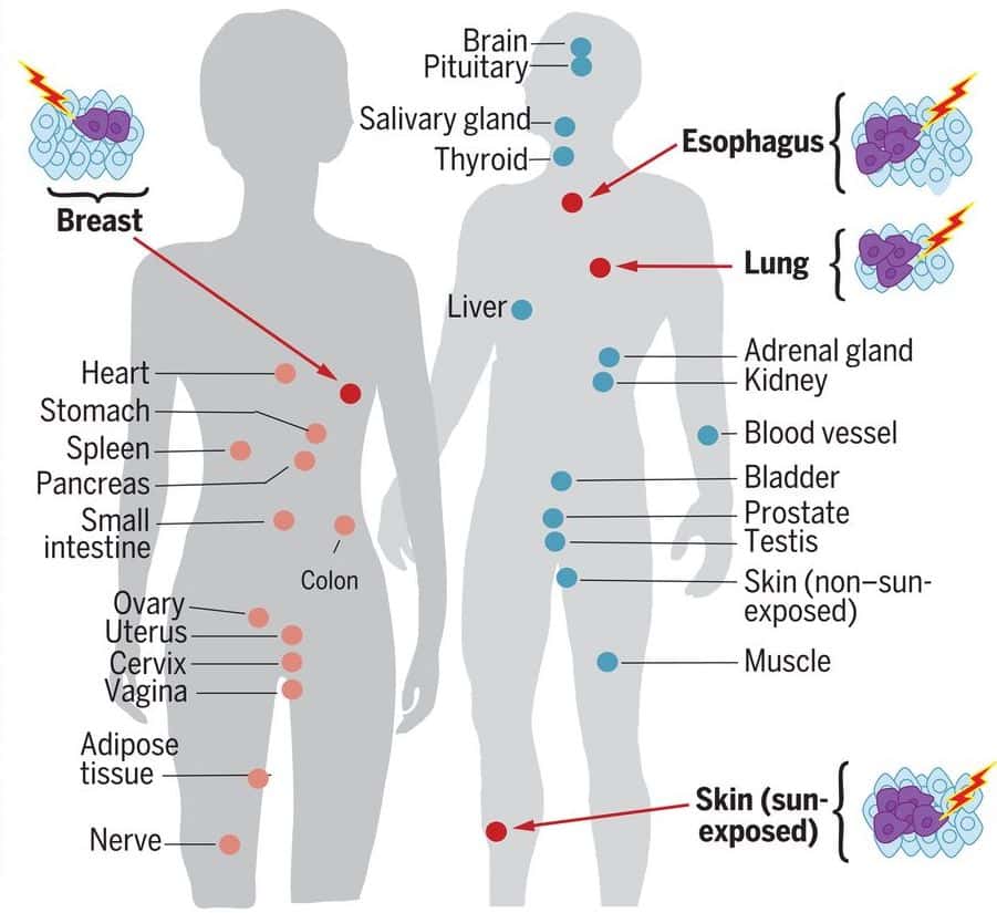 Les organes où l’on observe le plus de mutations sont la peau, le poumon, l’œsophage, et le sein chez la femme. © Yizhak et al., Science, 2019
