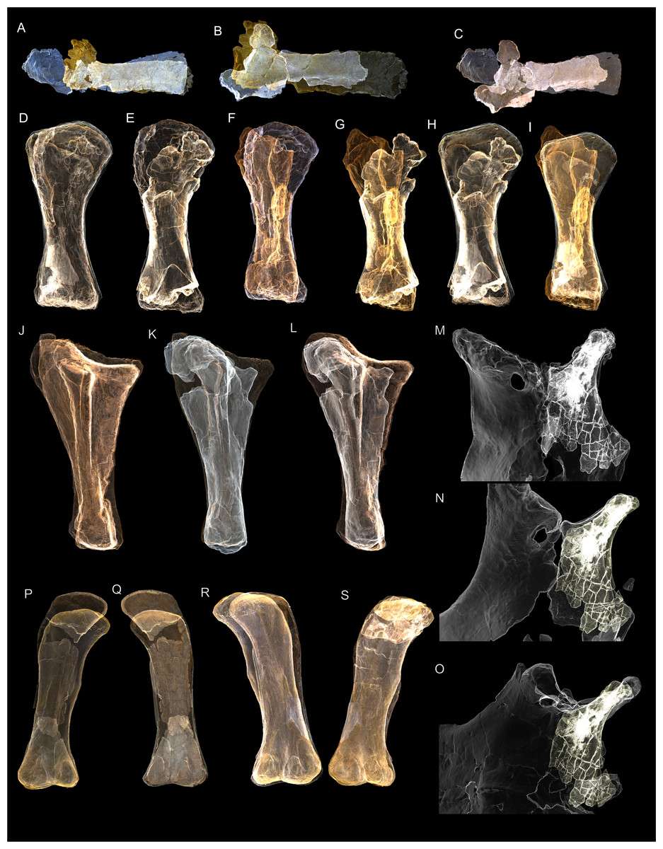 Chaque os a été minutieusement scanné et modélisé en 3D afin d’être comparé à ceux d’autres espèces. © Scott Hocknull et al., PeerJ, 2021