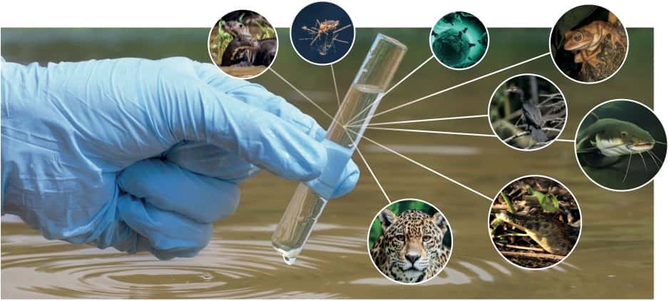 L’ADN environnemental, un outil très puissant pour évaluer la biodiversité. © Vigilife