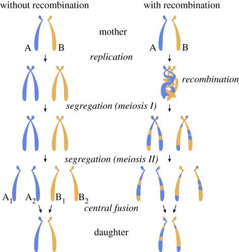 Le clonage (première colonne) évite le phénomène de recombinaison génétique obtenu avec la parthénogenèse. © Benjamin Oldroyd et <em>al., Proceedings of the Royal Society B.</em>, 2021