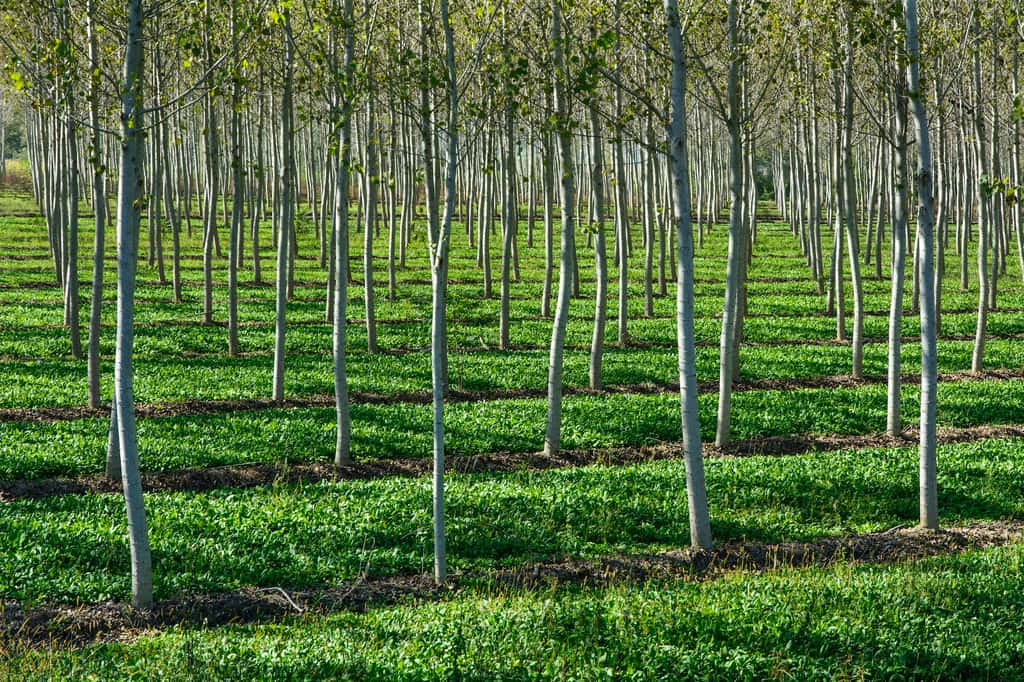 La plantation d’arbres peut être soustraite du CO<sub>2</sub> émis par les autres activités humaines pour amoindrir le calcul net des émissions. © PHOTOERICK, Adobe Stock