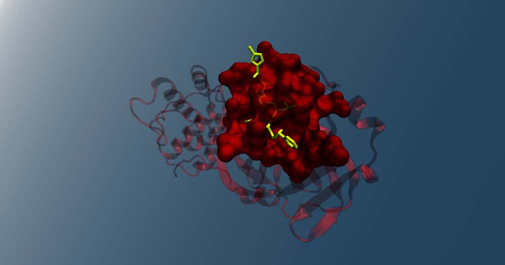 Le SARS-CoV-2 active moins de gènes pro-inflammatoires que le SRAS de 2003 (ici une structure de protéase du virus SARS-CoV-2 liée à un inhibiteur N3). © Zwitterio Cromenale