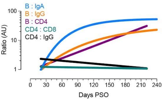 Évolution des différentes composantes de la réponse immunitaire près l’infection : anticorps IgA, IgB, IgG, lymphocytes T CD4 et CD8. © Jennifer Dan et <em>al.</em>, bioXriv, 2020