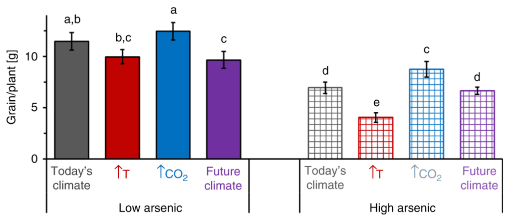 L’impact du réchauffement climatique et de l’arsenic sur le rendement du riz. Barres pleines : variations du rendement avec des faibles teneurs en arsenic (7,3 mg/kg). Barres quadrillées : variations du rendement avec des fortes teneurs en arsenic (24,5 mg/kg). <i>© </i>E. Marie Muehe et al, <i>Nature Communications, </i>2019<i>.</i>