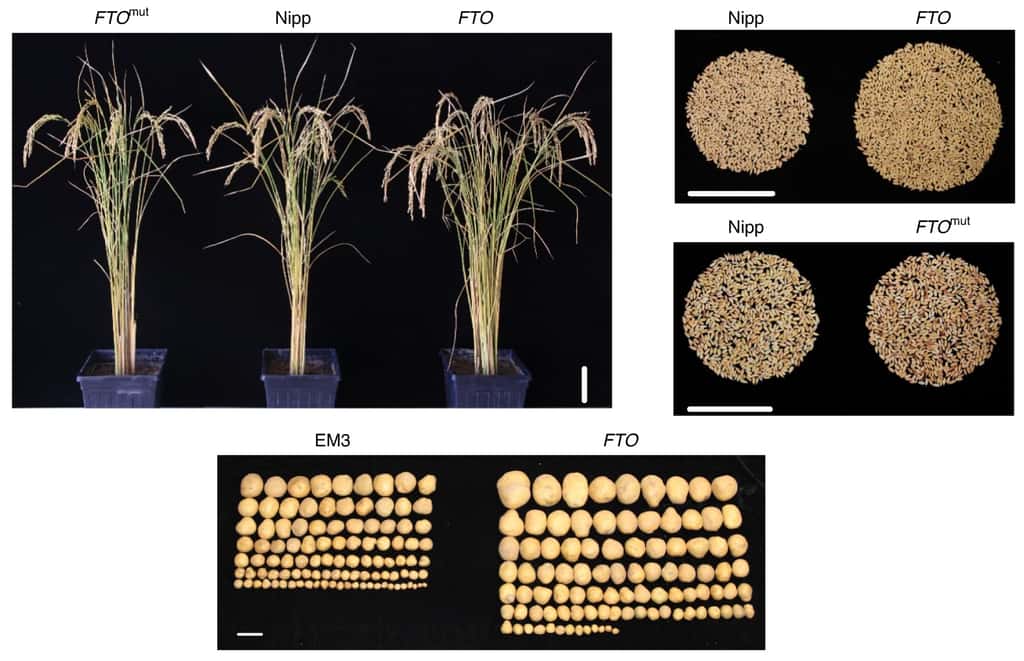 Le rendement du riz et des pommes de terre est augmenté de 50 % (en haut les plants de riz, en bas les pommes de terre). © Qiong Yu et al., Nature Biotechnology, 2021