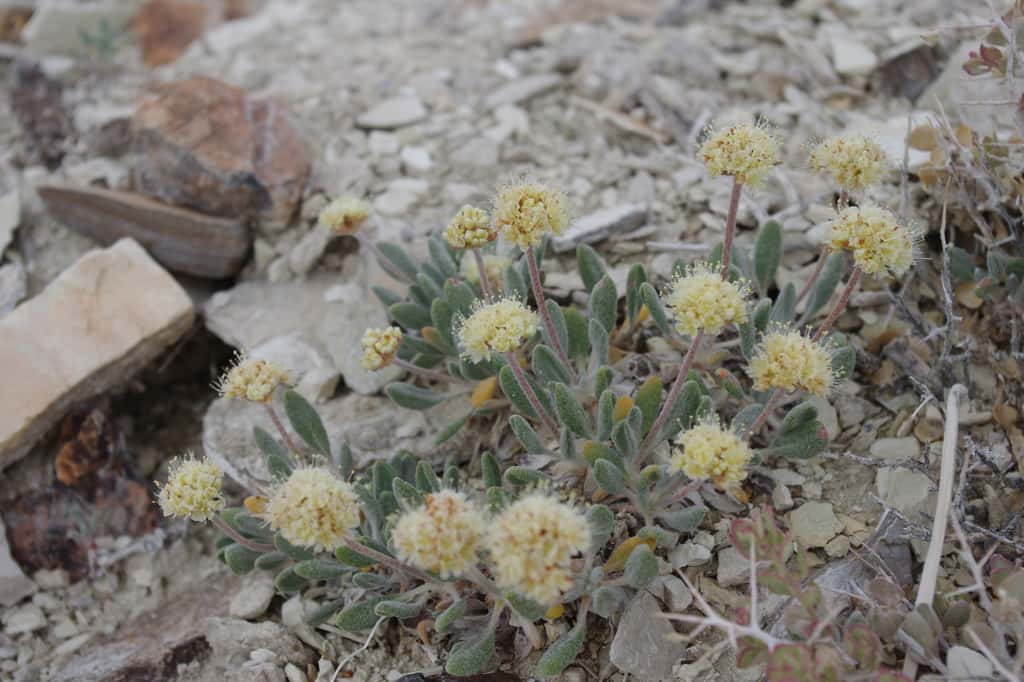 Le sarrasin de Thiem est endémique des montages du Nevada. © Janel Johnson, iNaturalist