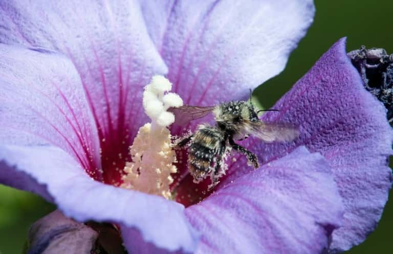   Une abeille dans une fleur d'hibiscus, le 25 juillet 2020 à Ludwigsburg, en Allemagne. Les ondes des téléphones portables pourraient jouer un rôle dans la mortalité des insectes, selon une étude publiée le 17 septembre 2020. © Thomas Kienzle, AFP 