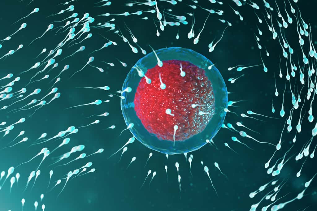Les chercheurs ont trouvé une méthode pour ralentir artificiellement les spermatozoïdes porteurs de chromosome X. © rost9, Fotolia