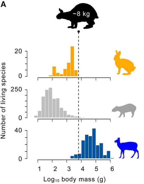Distribution de la masse corporelle chez les lagomorphes, les rongeurs et les ongulés. © Susumu Tomiya et <em>al.</em>, <em>Evolution</em>, 2021