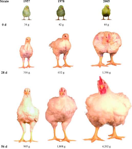 La taille des poulets d’élevage a été multipliée par quatre entre 1957 et 2005. © MJ Zuidhof al.,<em>Poultry Science</em>, 2014