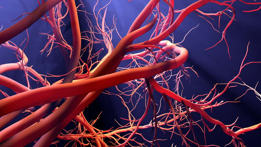 Le sulfure d’hydrogène est notamment impliqué dans la vasodilatation et l’angiogenèse. © Design Cells, Adobe Stock