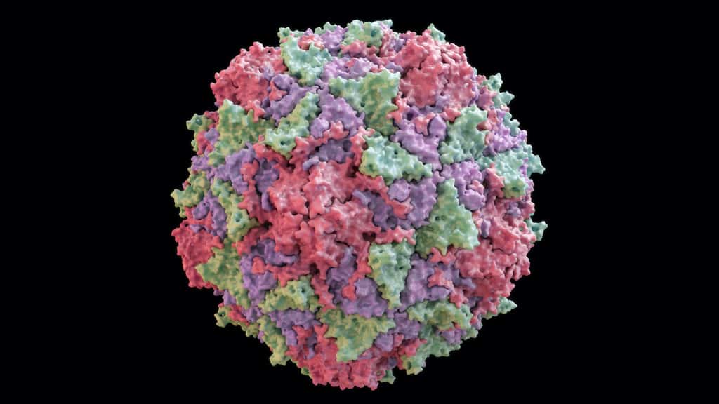 Des poliovirus dérivés de la souche vaccinale ont été isolés dans les égouts de Londres. © Yabusaka, Adobe Stock