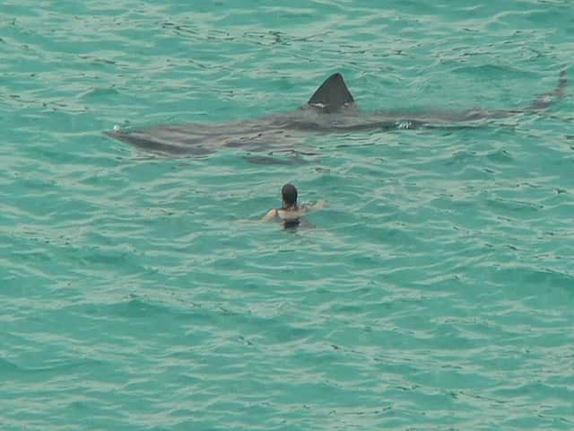 Chez les poissons cartilagineux (ou chondrichthyens), seuls les requins-baleines battent en taille les requins pèlerins, dont un individu est visible sur cette photographie. © Candiche, Flickr, cc by 2.0
