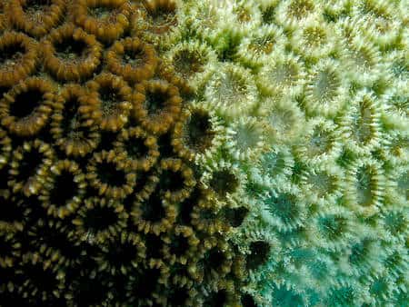 Favia pallida, un anthozoaire connu dans l'océan Indien et dans le Pacifique sud, subissant un phénomène de blanchiment (les algues symbiotiques meurent ou sont expulsées, ce qui conduit à la mort du corail). © N. Hobgood CC by-sa