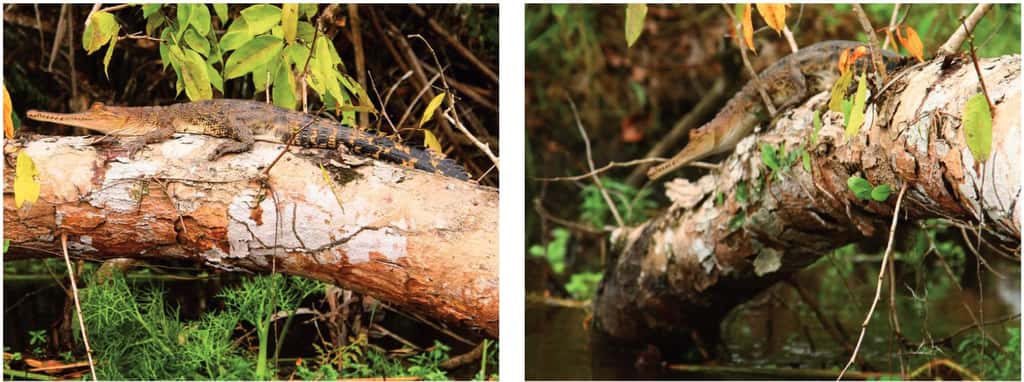 Un crocodile africain (<em>Mecistops cataphractus</em>) juvénile, d'environ 70 cm de longueur, se prélasse sur une branche dans le parc national de Loango, au Gabon. © Vladimir Dinets <em>et al.</em>