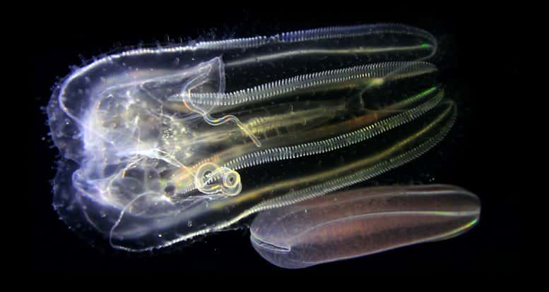Deux cténophores se promènent sous l’œil du photographe. © Christian Sardet, CNRS