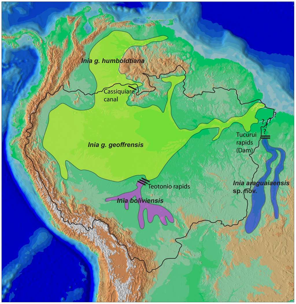 La répartition du dauphin nouvellement identifié, <em>Inia araguaiaensis</em>, et de ses cousins <em>I. geoffrensis</em> et <em>I. boliviensis</em>. Les vallées se rejoignent par endroits mais des rapides, infranchissables pour les dauphins, séparent les populations, qui évoluent séparément depuis deux millions d'années. © Tomas Hrbek <em>et al.</em>