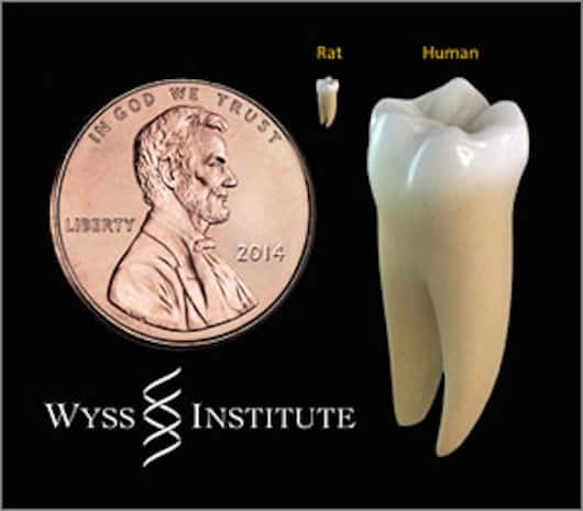 La comparaison de taille entre une molaire humaine et une dent de rat permet de comprendre la difficulté technique de cette expérience... La pièce de 1 cent, à gauche, mesure 19 mm de diamètre. À noter que la plus petite des deux dents n'est pas celle d'un rongeur ; il s’agit d’une dent humaine réduite à la bonne échelle. © James Weaver, institut Wyss de Harvard 
