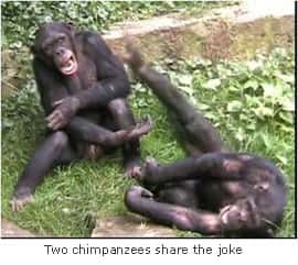 Deux chimpanzés en train de partager une bonne plaisanterie. © Université de Portsmouth