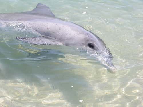 Les grands dauphins produisent des sons semblables à ceux des épaulards, mais ils recourent davantage aux clics et aux sifflements, alors que les orques produisent plus d’appels pulsés. © Mark O’Neil, <em>Wikimedia Commons</em>, cc by sa 3.0