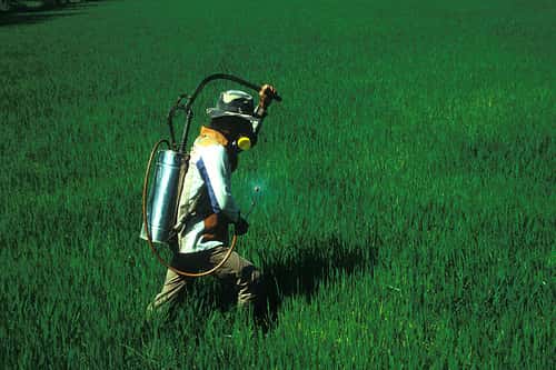 Indispensables à l'agriculture à fort rendement, les produits pesticides doivent être évalués quant à leurs effets sur la santé humaine et sur l'environnement. © IRRI Images CC