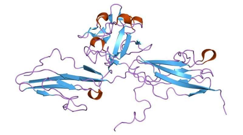 La protéine FGFR3, ici modélisée, a été très bien conservée durant l'évolution. La mutation du gène <em>Fgfr3</em> entraîne des cas de nanisme, parmi lesquels ceux provoqués par l'achondroplasie. © Jawahar Swaminathan, MSD staff at the <em>European Bioinformatics Institute</em>, Wikipédia, DP