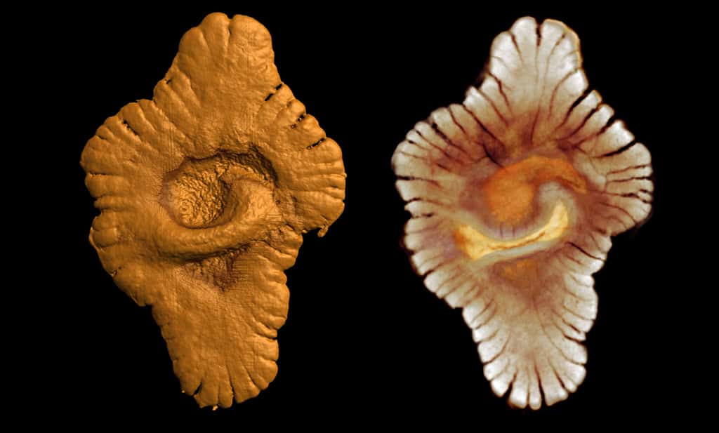 Ce fossile d'un organisme pluricellulaire, ici reconstitué en 3D par microtomographie X, a été découvert au Gabon, dans des roches vieilles de deux milliards d'années ! © Kaksonen, photothèque CNRS