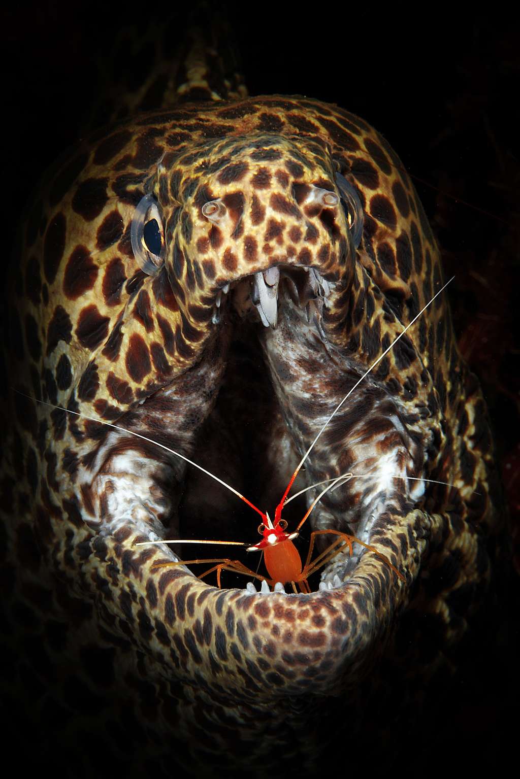 L'une des images en compétition : une crevette nettoyeuse surprise pendant son travail dans la bouche d'une murène. © Luc Eeckhaut