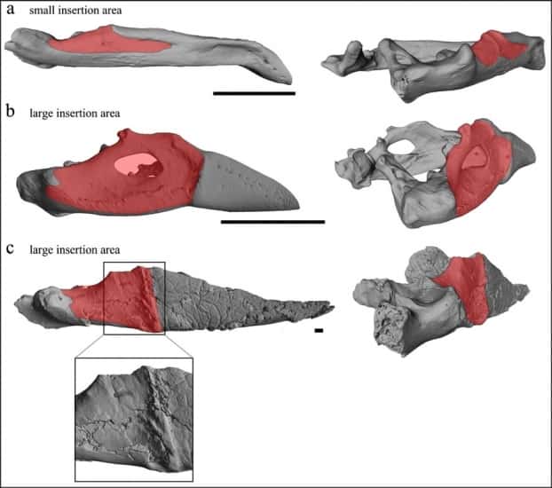 En rouge, l'insertion du muscle adducteur chez deux oiseaux actuels : un oiseau carnivore (la petite buse, en haut) et un mangeur de graines (le géospize à gros bec, au milieu). La surface est petite (<em>small insertion area</em>) chez le premier et grande (<em>large</em>) chez le second. <em>Gastornis</em> (en bas) présente une grande surface d'insertion musculaire, ce qui suggère que cet oiseau possédait de très volumineux muscles adducteurs lui permettant de broyer la matière végétale. © Angst <em>et al.</em>, 2014