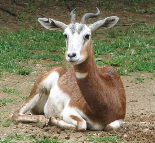 La gazelle Dama (Gazella dama) est passer du statut « En danger » en 1996 à  « En danger critique d'extinction » en 2006. © Domaine public