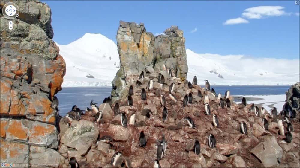 Des manchots filmés à leur insu par le service Google Streetview, quelque part dans les Shetland du Sud, un archipel situé à 120 kilomètres au nord de la péninsule Antarctique. © Google