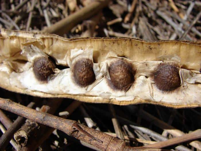 Les graines de Moringa oleifera dont sont extraites des protéines utilisées dans la première étape du traitement des eaux. © Forest & Kim Starr CC by