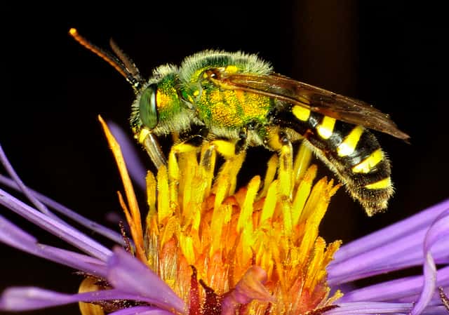 Contrairement à ce que sa couleur verte pourrait laisser penser, il ne s'agit pas d'une mouche mais d'une halicte qui butine cette fleur. © BoydCarts, Flickr, CC by-nc-nd 2.0