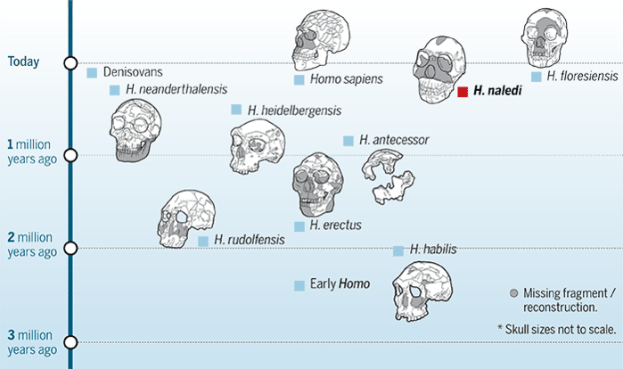 La chronologie actuelle des membres les plus célèbres du genre <em>Homo</em>. © A. Cuadra, <em>Science</em>