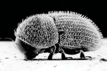 Les scolytes sont des insectes ravageurs appartenant à l'ordre des coléoptères, un groupe prolifique dont les membres se reconnaissent aux élytres, première paire d'ailes transformée en carapace. &copy; Acuña et al. 2012, Pnas