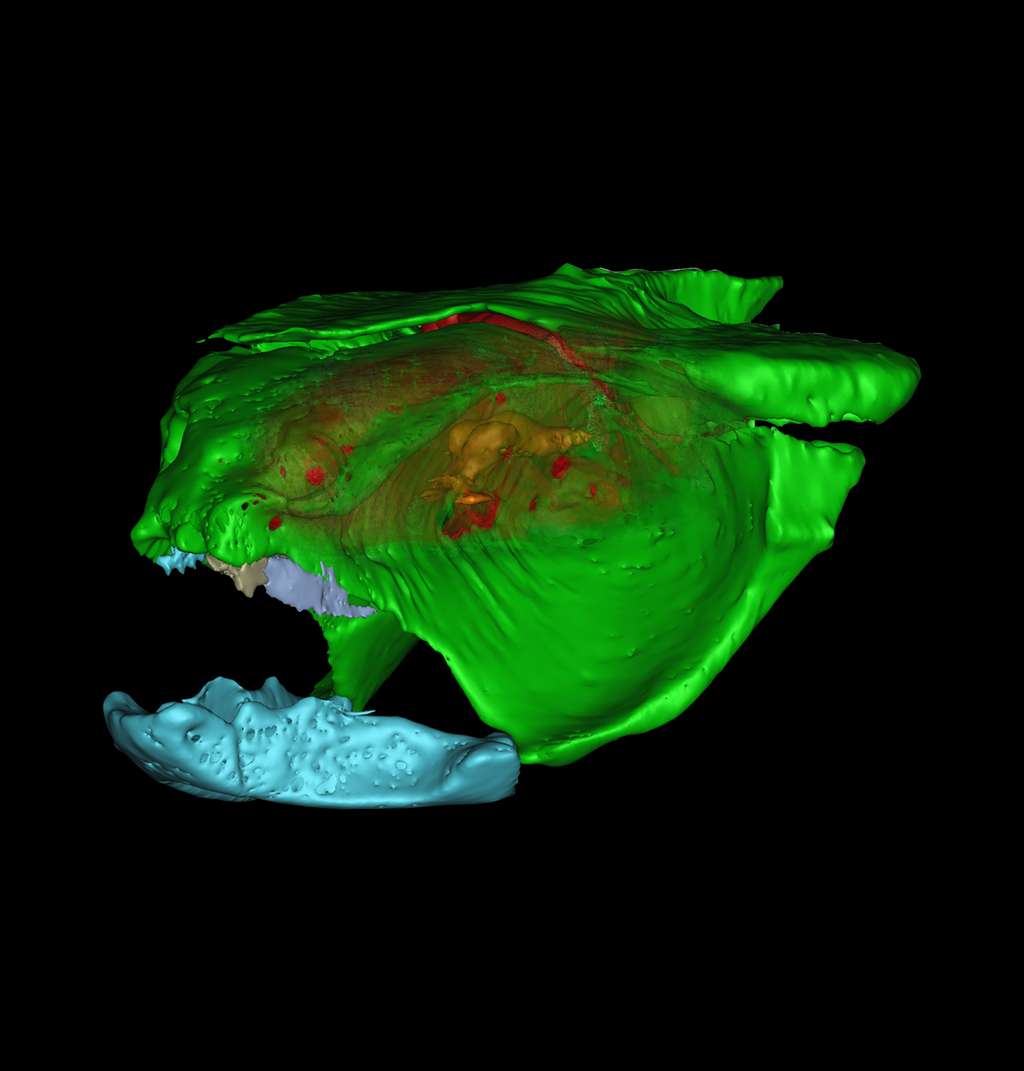 Reconstitution du crâne de <em>Sibyrhynchus denisoni</em>. Le cerveau, bien petit, apparaît nettement, en rouge. © PNAS/Philippe Janvier (CNRS, Muséum National d'Histoire Naturelle)
