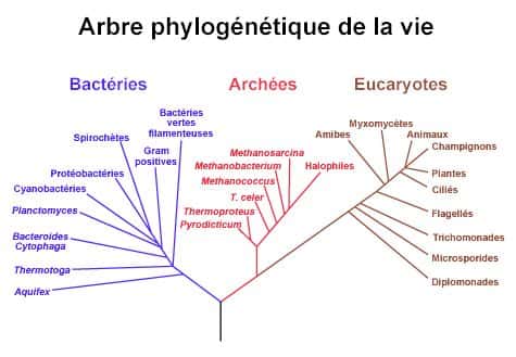 L'arbre phylogenetique de la vie, basé sur une origine ARN proposé par Carl Woese dès 2006 et montrant la séparation entre bacteries, archées et eucaryotes. Source : <em>NASA Astrobiology Institute</em>