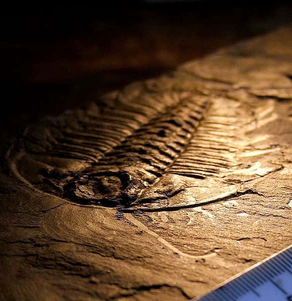 Trilobite trouvé dans les schistes de Burgess. Cette classe disparue d'arthropode serait apparue lors de l'explosion cambrienne. © Smith609, Wikimedia common, CC by-2.5