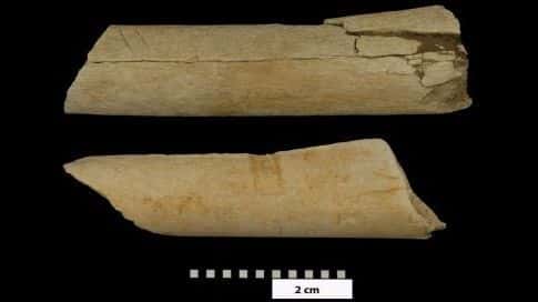 Les traces laissées sur des deux os sont manifestement la trace d'un outil de pierre utilisé pour trancher la viande. Il y a plus de trois millions d'années, des êtres qui nous ressemblaient découpaient leurs proies avant de les manger. © Dikika Research Project