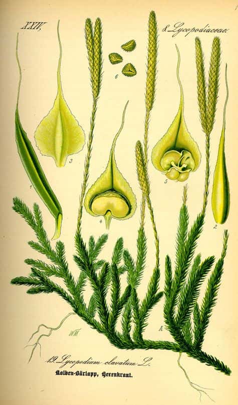 Lycopodium clavatum (planche ancienne). Flora von Deutschland, Österreich und der Schweiz,  1885, Gera, Allemand