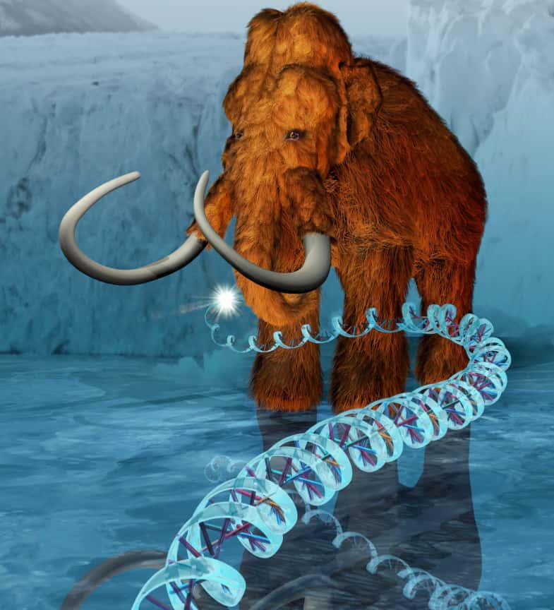 Grâce à son ADN retrouvé, le mammouth laineux, un animal magnifique qui fera peut-être recette dans les zoos du futur... © ExhibitEase LLC, Steven W. Marcus