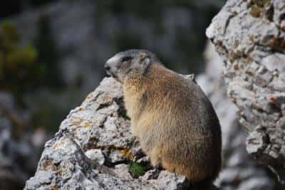 La marmotte des Alpes (Marmota marmota) se répand dans les Pyrénées catalanes. © Maximilian Naar
