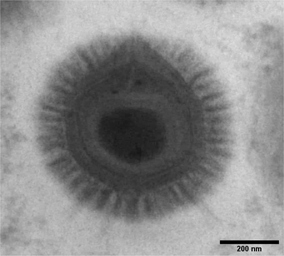 Un Megavirus montre la structure régulière de sa capside et sa chevelure hirsute. Les organismes unicellulaires du zooplancton le prennent pour une bactérie et l'ingèrent. © IGS, Jean-Michel Claverie